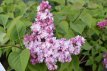 Syringa vulg. 'Belle de Nancy' 50/60 C5 Syringa vulgaris 'Belle de Nancy' - Sering 50-60 C5