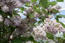 Syringa vulgaris 'Belle de Nancy' - Sering 50-60 C5