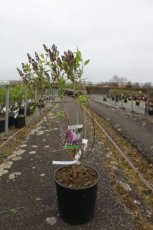 Syringa vulg. 'Belle de Nancy' 60/80 C12 Syringa vulgaris 'Belle de Nancy' - Sering 60-80 C12