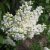 Syringa vulg. 'Madame Lemoine' 60-80 C12 Syringa vulgaris 'Madame Lemoine' - Sering 60-80 C12