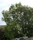 Syringa vulgaris 'Madame Lemoine' - Sering 60-80 C12