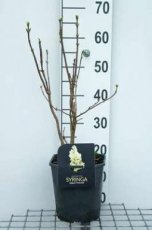 Syringa vulgaris 'Primrose'(=Sterntaler-Yellow wonder) - Gele sering 40/60 C