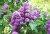 Syringa vulgaris 25 st. 40/60 BW Syringa vulgaris 25 st. 40-60  BW  | SERING