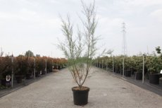 Tamarix ramos. ‘Hulsdonk White’® 100/125 C10 Tamarix ramosissima ‘Hulsdonk White’® - Tamarisk 100-125 C10