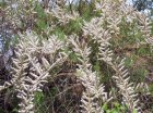Tamarix ramosissima ‘Hulsdonk White’® - Tamarisk 50-60 C