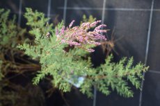 Tamarix ramosissima ‘Pink Cascade’-Tamarisk 60-80 C