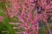 Tamarix ramosissima ‘Rubra’ 60/80 C3 Tamarix ramosissima ‘Rubra’ - Tamarisk 60-80 C3