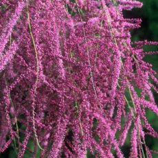 Tamarix ramosissima ‘Rubra’ - Tamarisk 60-80 C3