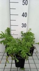 Tanacetum vulgare | Boerenwormkruid 90 P9