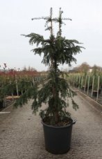 Taxus baccata 'Dovastoniana' | Venijnboom 125-150 C30