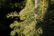 Taxus bac.' Dovastoniana Aurea' 100/125 C20 Taxus bac.' Dovastoniana Aurea' | Venijnboom 100-125 C20