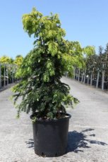 Taxus bac.' Dovastoniana Aurea' | Venijnboom 100-125 C20