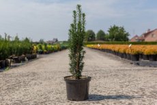 Taxus baccata 'Black Tower' 40/50 C5 Taxus baccata 'Black Tower' | Venijnboom 40-50 C5