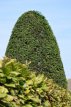 Taxus baccata ‘Fast. Robusta’ 20/25 C2 Taxus baccata ‘Fast. Robusta’ | Venijnboom 20-25 C2