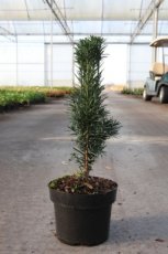 Taxus baccata ‘Fast. Robusta’ | Venijnboom 20-25 C2