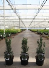 Taxus baccata 'Funny Jewel®' | Dwerg venijnboom  25-30 C2