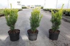 Taxus baccata 'Jalako Sunrise' | Venijnboom 30-40 C2