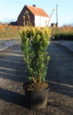 Taxus baccata 'Jalako Sunrise' 40/50 C5 Taxus baccata 'Jalako Sunrise' | Venijnboom 40-50 C5