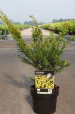 Taxus baccata 'Kupfergold' | 25-30 C Venijnboom