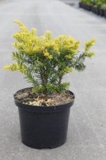 Taxus baccata 'Kupfergold' 30/40 C5 Taxus baccata 'Kupfergold' | 30-40 C5 Venijnboom