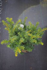 Taxus baccata 'Kupfergold' 25/30 C Taxus baccata 'Kupfergold' | 25-30 C Venijnboom