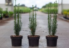 Taxus baccata 'Litfass' | Venijnboom  25/30 C2