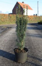 Taxus baccata 'Litfass' 50/60 C5 Taxus baccata 'Litfass' | Venijnboom  50-60 C5