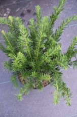 Taxus baccata ‘Repandens’ | Venijnboom 25-30 C