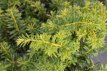 Taxus baccata ‘Summergold’ 25/30 C2 Taxus baccata ‘Summergold’ | Venijnboom 25-30 C2