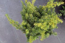 Taxus baccata ‘Summergold’ | Venijnboom 25-30 C2