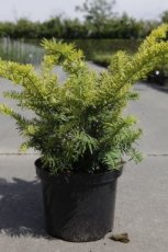 Taxus baccata ‘Summergold’ 30/40 C5 Taxus baccata ‘Summergold’ | Venijnboom 30-40 C5