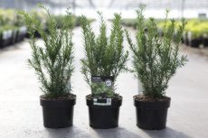 Taxus cuspidata 'Dwarf Bright Gold' | Venijnboom 20-25 C2