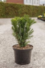 Taxus cuspidata 'Dwarf Bright Gold' 40/50 C5 Taxus cuspidata 'Dwarf Bright Gold' | Venijnboom 30-40 C5