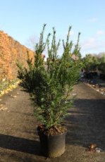 Taxus media 'Groenland' | Venijnboom 50-60 C8