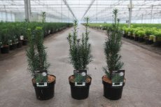 Taxus media ‘Hicksii’ | Venijnboom 30-40 C2