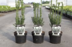 Taxus media ‘Hillii’ | Venijnboom 30-40 C2