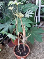 Tetrapanax papy.'Steroidal Giant' - duo 60/80 C10 Tetrapanax papyrifera 'Steroidal Giant' - duo | Rijstpapierplant 60-80 C10