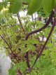 Thalictrum hybr. 'Black Stockings' Thalictrum hybr. 'Black Stockings' | Akeleibladige ruit 120 P9