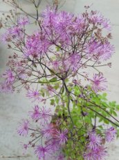 Thalictrum hybr. 'Black Stockings' | Akeleibladige ruit 120 P9