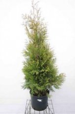 Thuja occ. ‘Brabant’ 125/150 C15 Thuja occ. ‘Brabant’ |  125-150  Rootbal