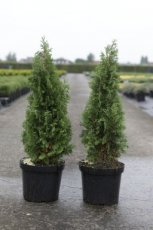 Thuja occidentalis 'Degroot's Spire' 70/80 C7 Thuja occidentalis 'Degroot's Spire'| Levensboom 70-80 C7