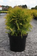 Thuja occidentalis ‘Golden Globe’ 40/50 C7 Thuja occidentalis ‘Golden Globe’ | Levensboom 40-50 C7