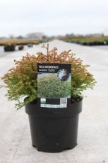 Thuja occidentalis ‘Golden Tuffet’ | Levensboom 20-25 C2