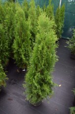 Thuja occidentalis ‘Smaragd’ 100/125 Mot Thuja occidentalis ‘Smaragd’| Levensboom 100-125 Mot