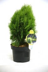 Thuja orientalis ‘Aurea Nana’ 30/35 C5 Thuja orientalis ‘Aurea Nana’ | Levensboom 30-35 C5