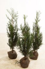 Thuja plicata ‘Atrovirens’ 100/125 Mot Thuja plicata ‘Atrovirens’| Levensboom 100-125 Mot