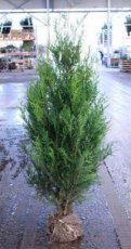 Thuja plicata ‘Atrovirens’ 125/150 Mot Thuja plicata ‘Atrovirens’| Levensboom 125-150 Mot