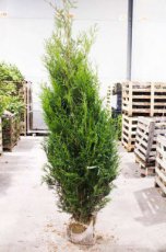 Thuja plicata ‘Atrovirens’ 150/175 Mot Thuja plicata ‘Atrovirens’| Levensboom 150-175 Mot