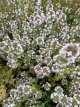 Thymus citriodorus ‘Silver Queen’ Thymus citriodorus ‘Silver Queen’(=Argenteus) | Citroentijm 20 P9