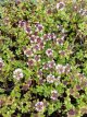 Thymus ‘Doone Valley’ Thymus ‘Doone Valley’ | Bontbladige kruiptijm 15 P9